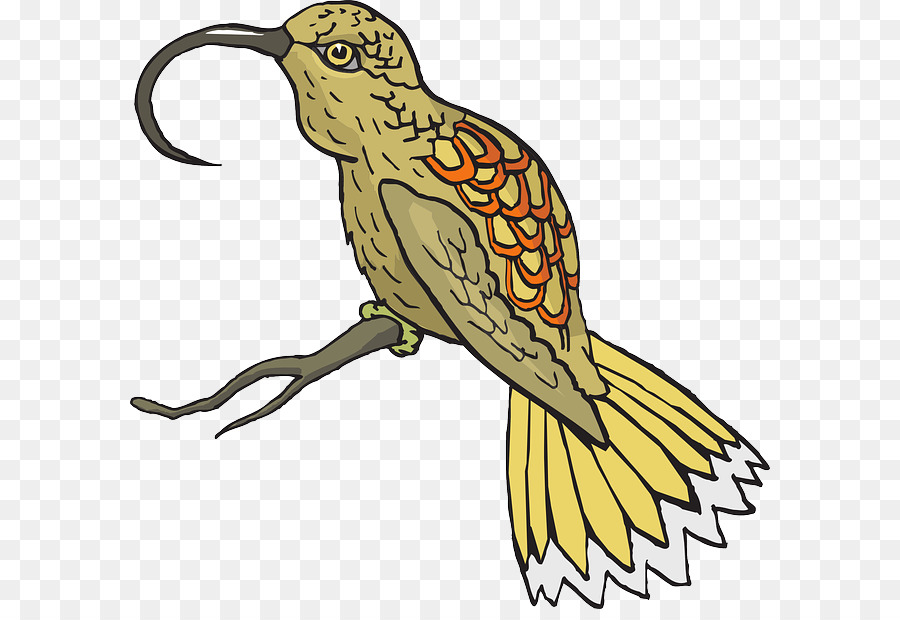 Bico，Aves PNG