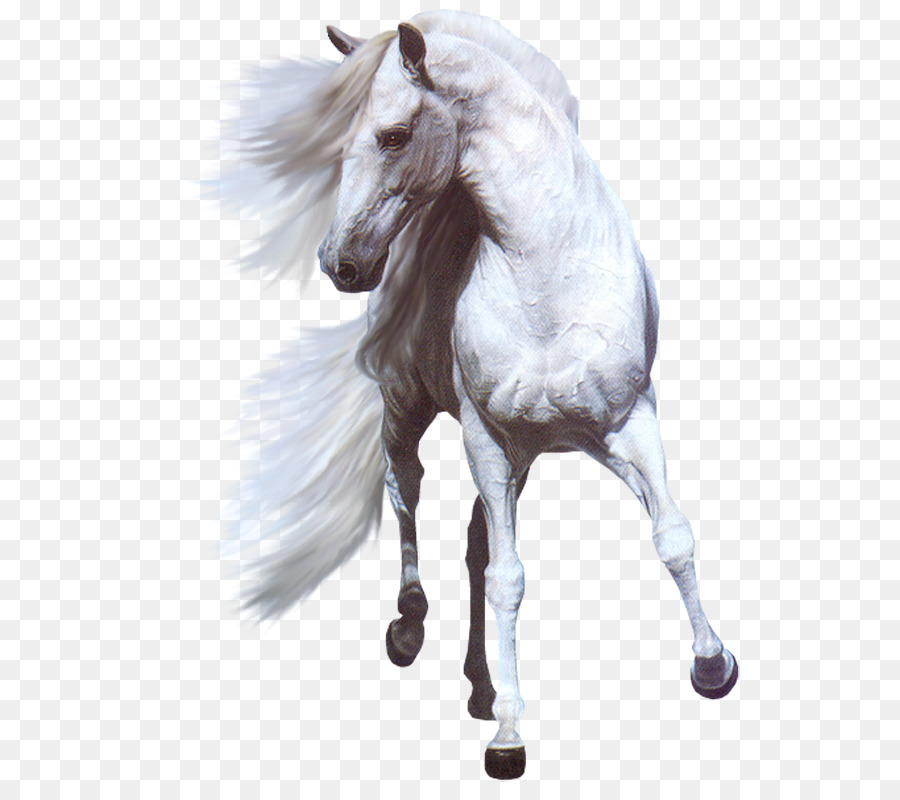 Cavalo fundo png & imagem png - Andaluz cavalo DeviantArt de