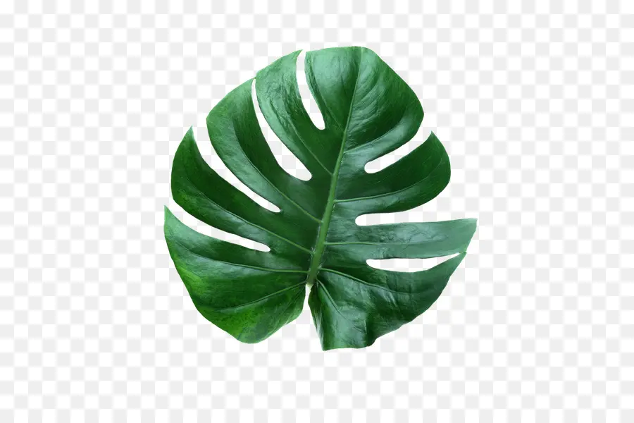 Folha，Queijo Suíço Planta De PNG