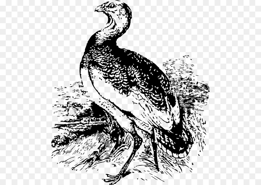 Aves，A Abetarda PNG