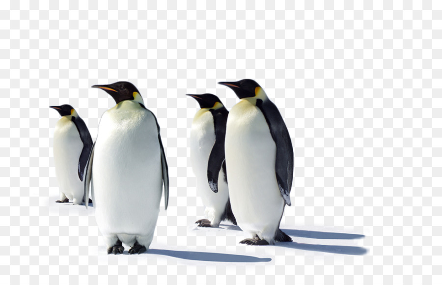 Pinguins，Pássaros PNG