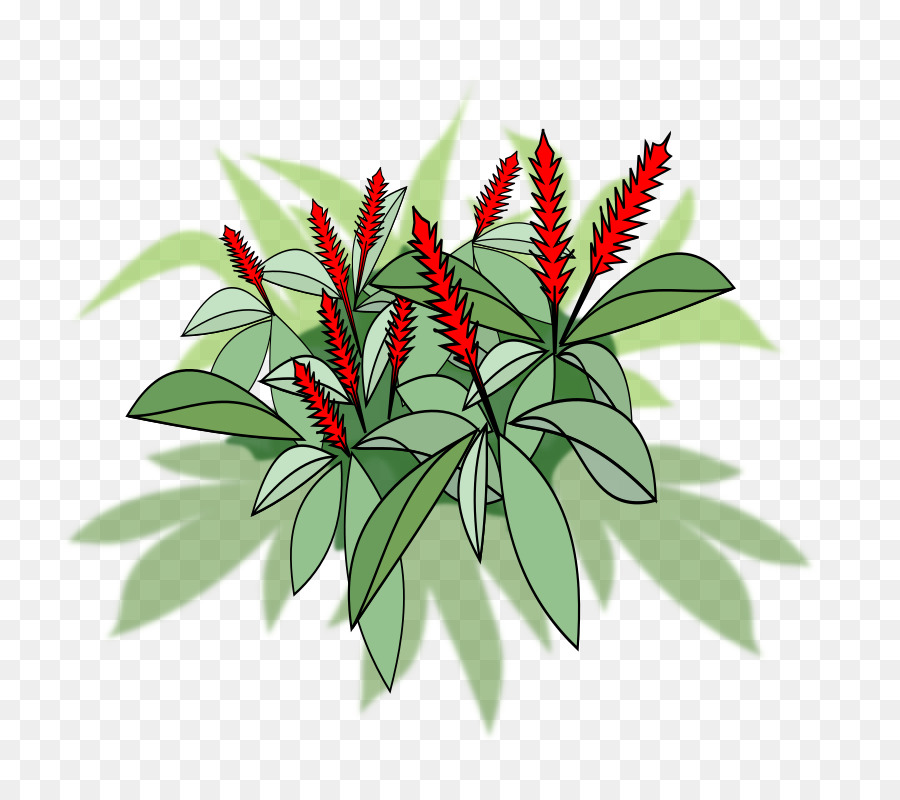 Alpinia Purpurata，ícones Do Computador PNG