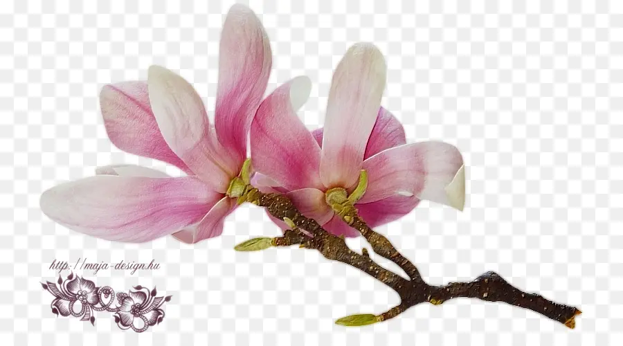 Magnolia，Flor PNG