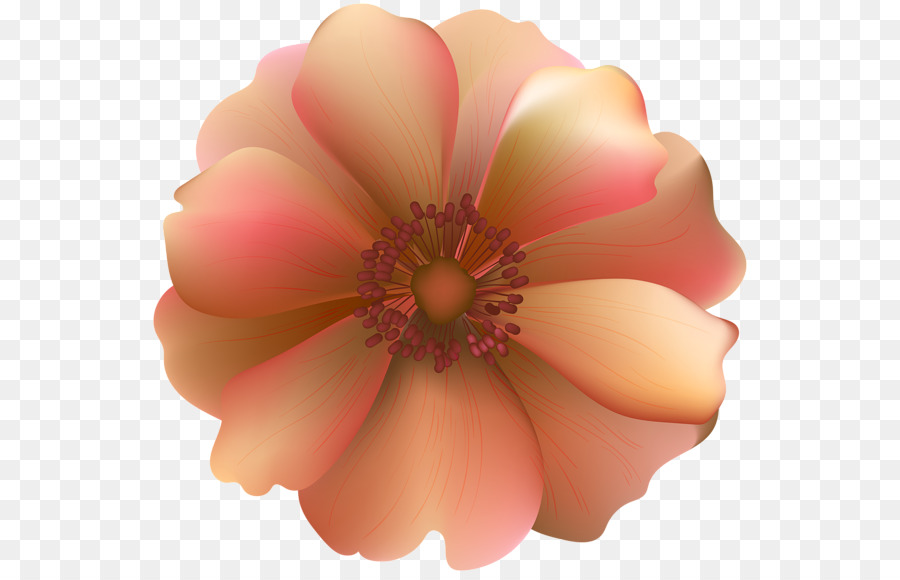 Papel De Parede Da área De Trabalho，Rosa PNG