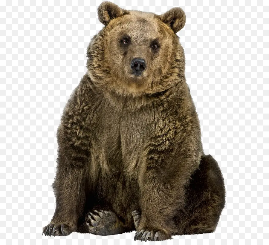 Filhote De Urso，Marrom PNG