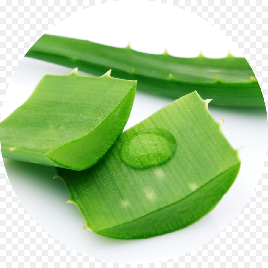 Aloe Vera，Suculenta PNG