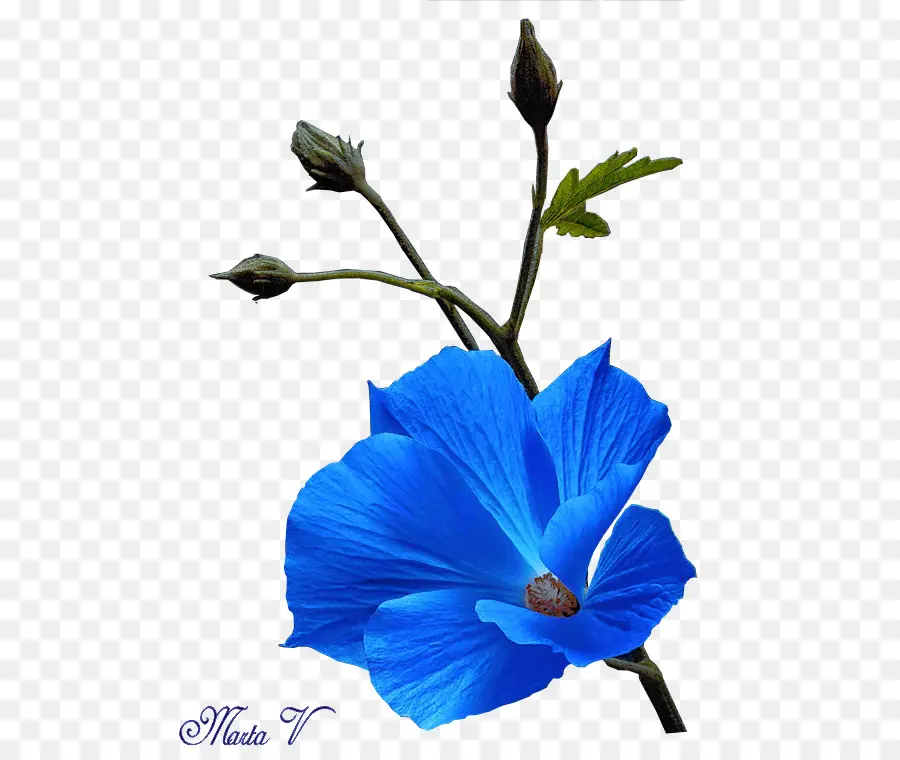 Flor Azul，Florescer PNG