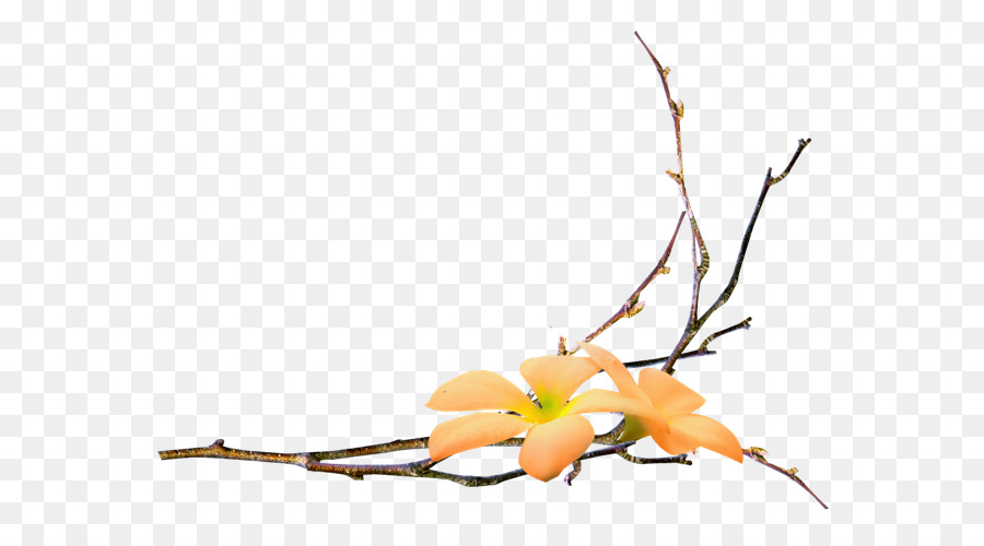 Flores Laranja，Filial PNG