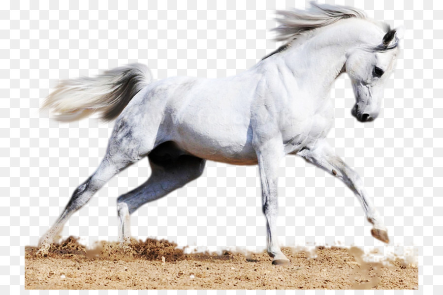 Cavalo Branco，Animal PNG