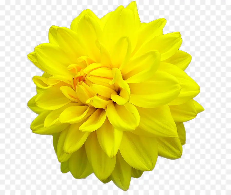 Dahlia，Flor PNG