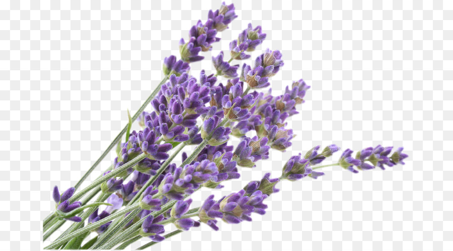 Inglês Lavanda, Flor, Lavanda Francesa png transparente grátis