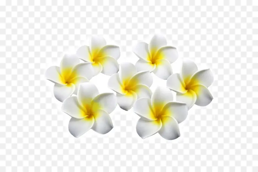 Flor，Flores Artificiais PNG