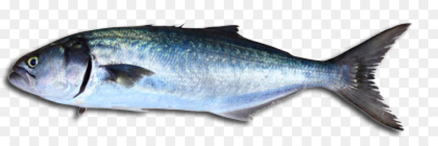 Bluefish，Peixe PNG