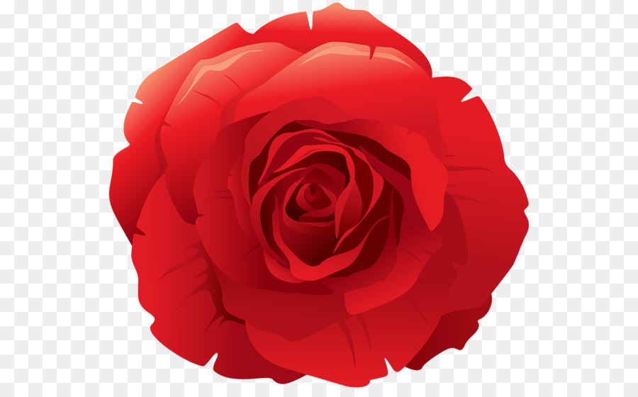 Rosa Vermelha，Florescer PNG