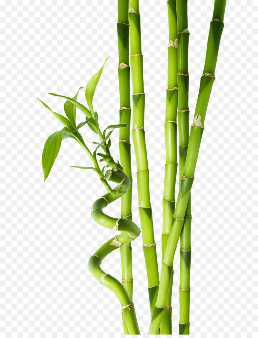 Bambu，Tropical De Bambu PNG