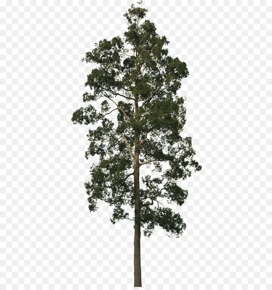 Coroa，árvore PNG