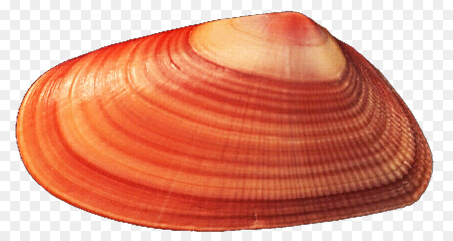 Mexilhão，Seashell PNG