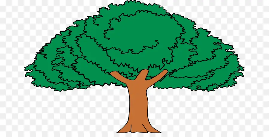 árvore，Enterolobium Cyclocarpum PNG
