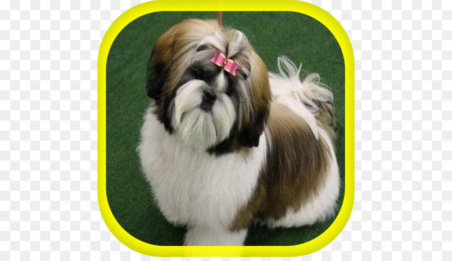 Shih Tzu，Lhasa Apso PNG