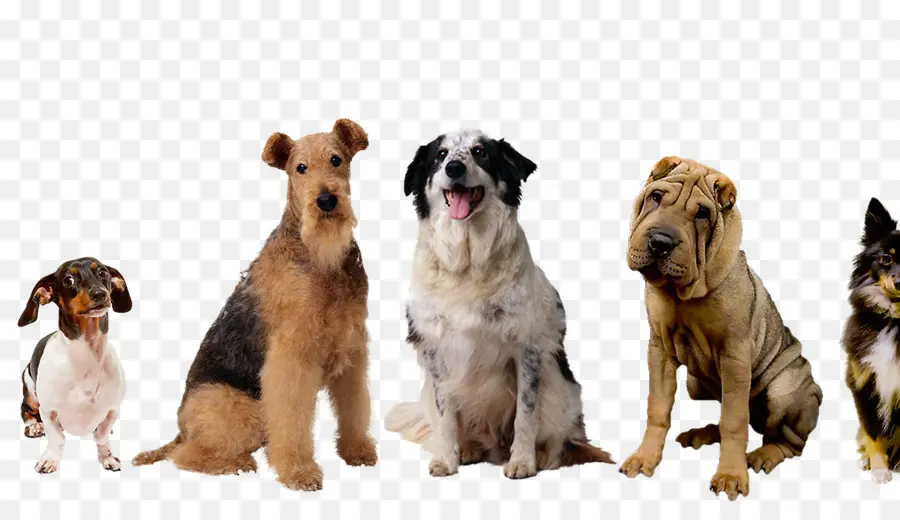 Raça Do Cão，Cão PNG