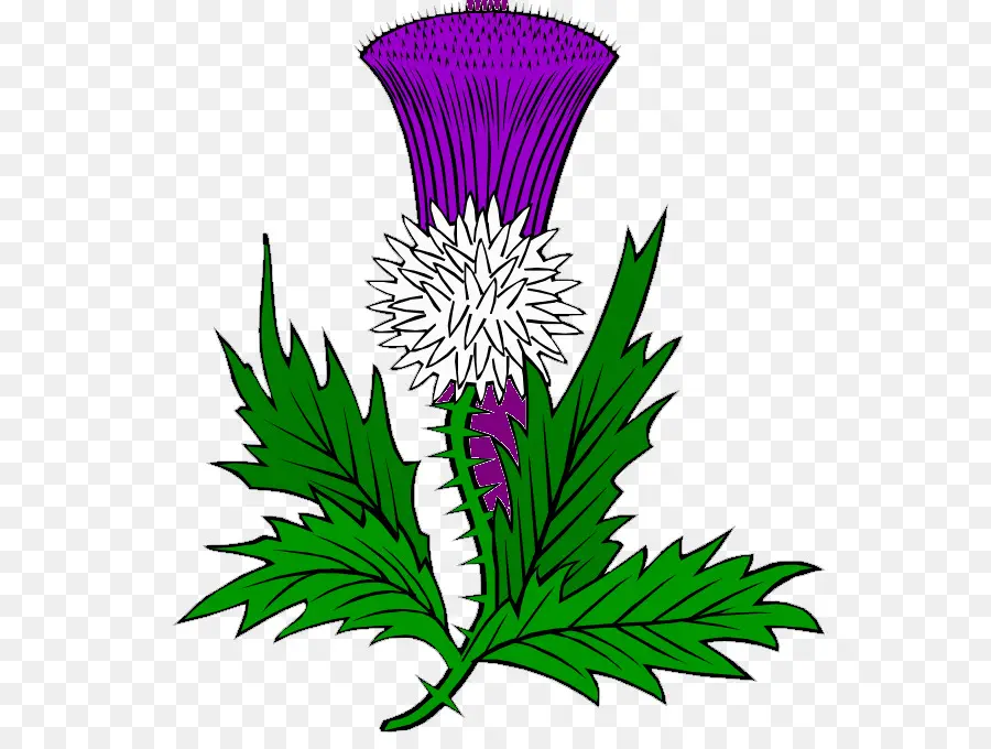 Cardo，Roxo PNG