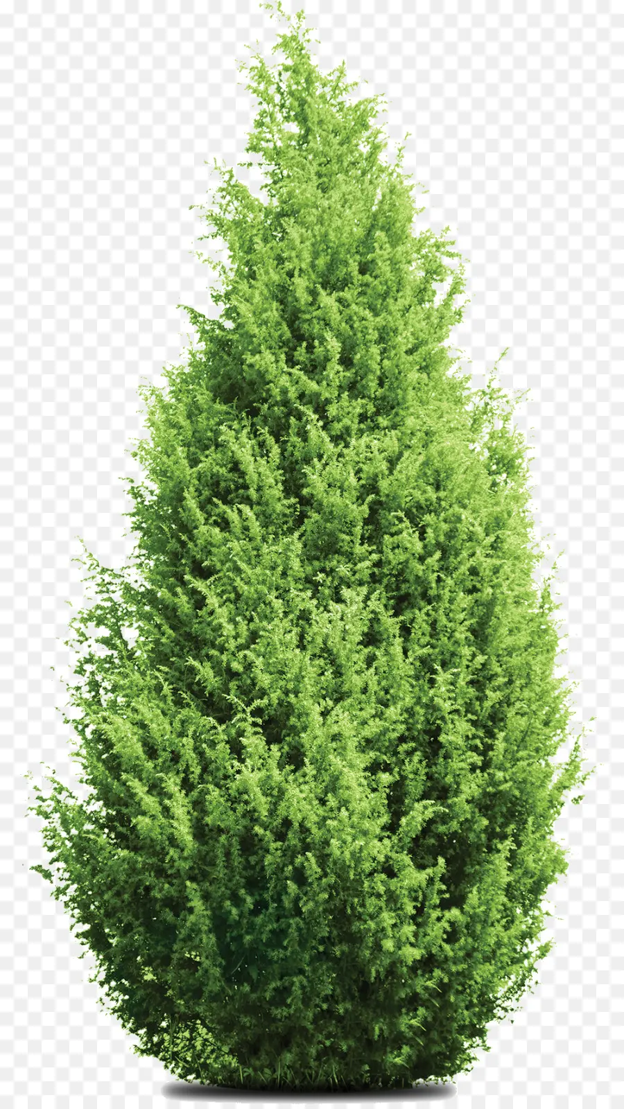 Pinheiro，Mediterrâneo Cypress PNG