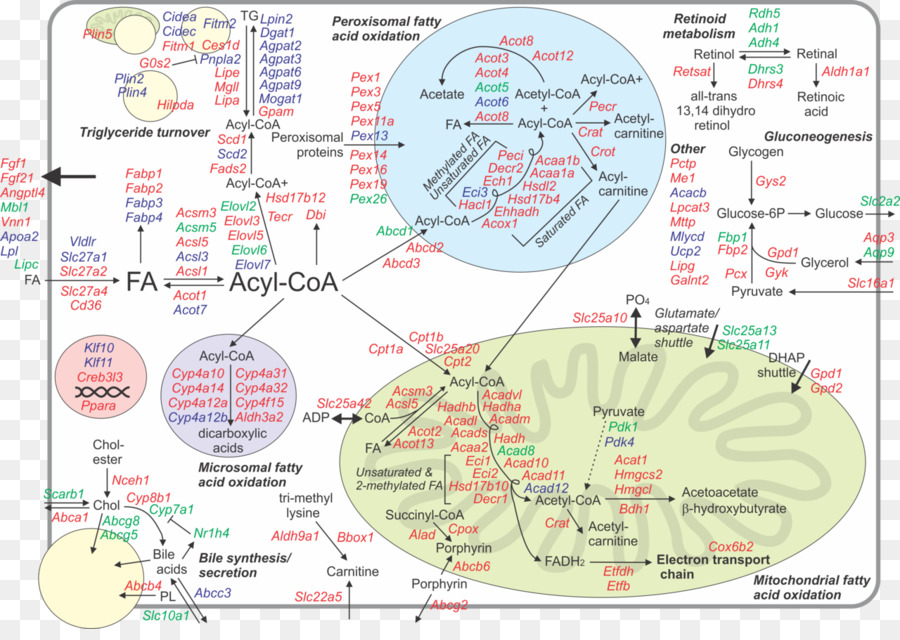 Periodate Oxidação De Diol E De Outros Grupos Funcionais，O Proliferatoractivated Receptores Alfa PNG