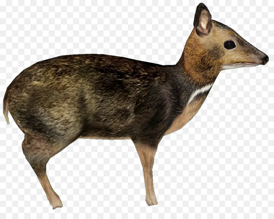 Cervo，Animais Selvagens PNG