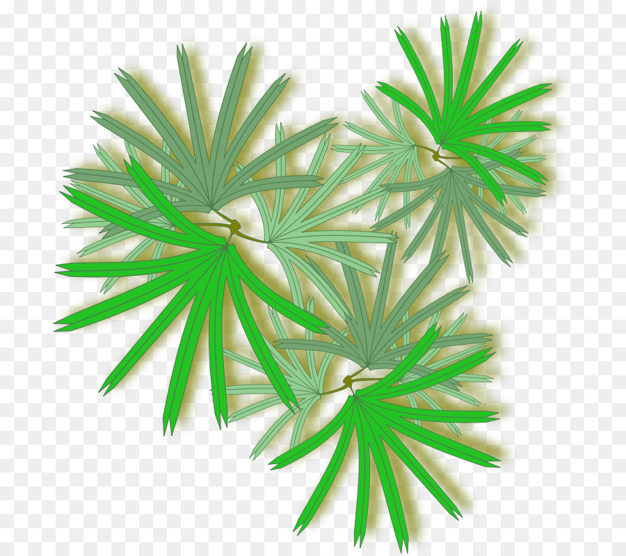 Arecaceae，Rhapis Excelsa PNG