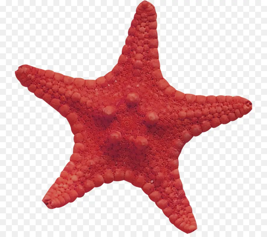 Estrela Do Mar Vermelha，Oceano PNG