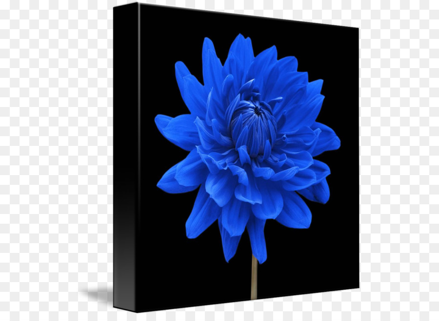 Dahlia，Flor PNG