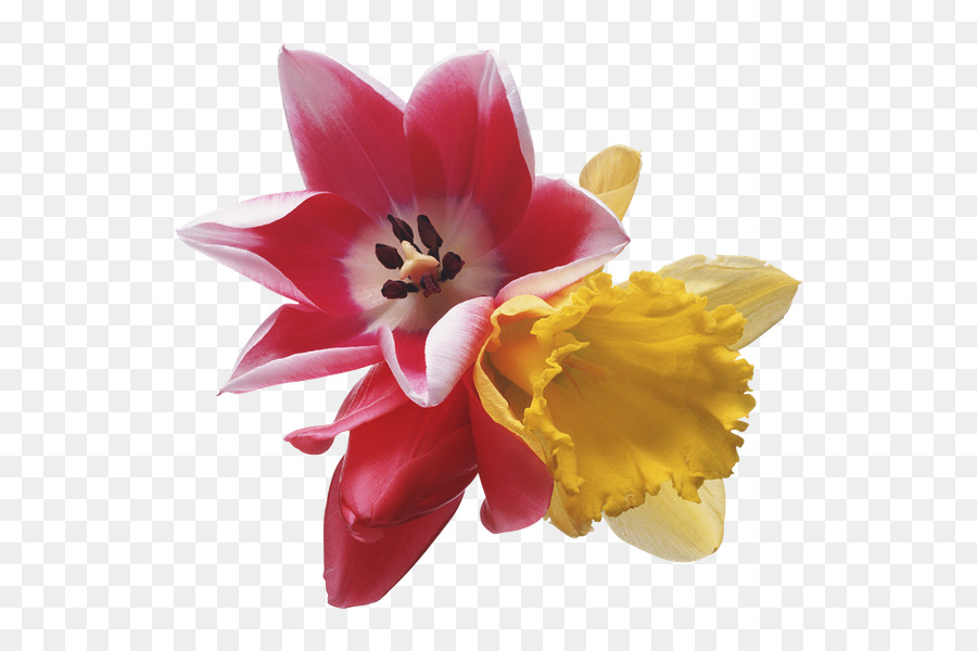 Flores，Florescer PNG