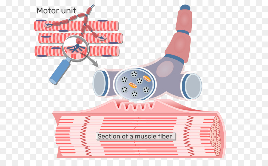 Fibra Muscular，Tecido PNG