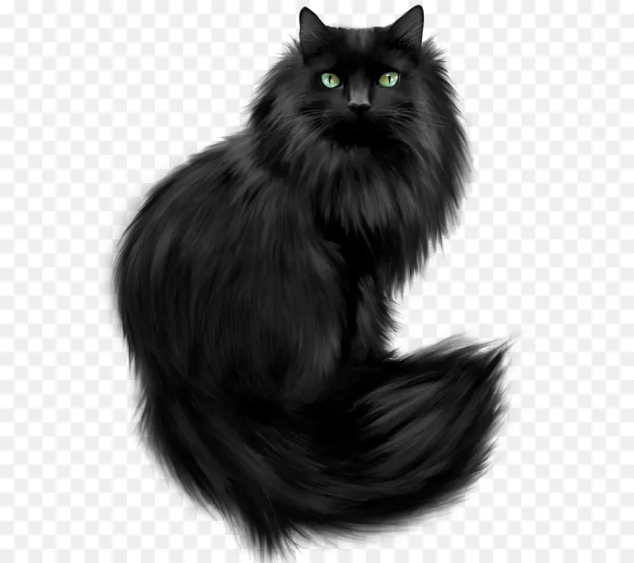 Gato Preto，Felino PNG