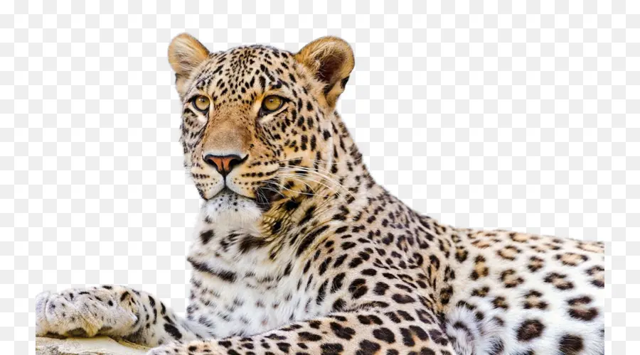 Persa Leopard，O Snow Leopard PNG