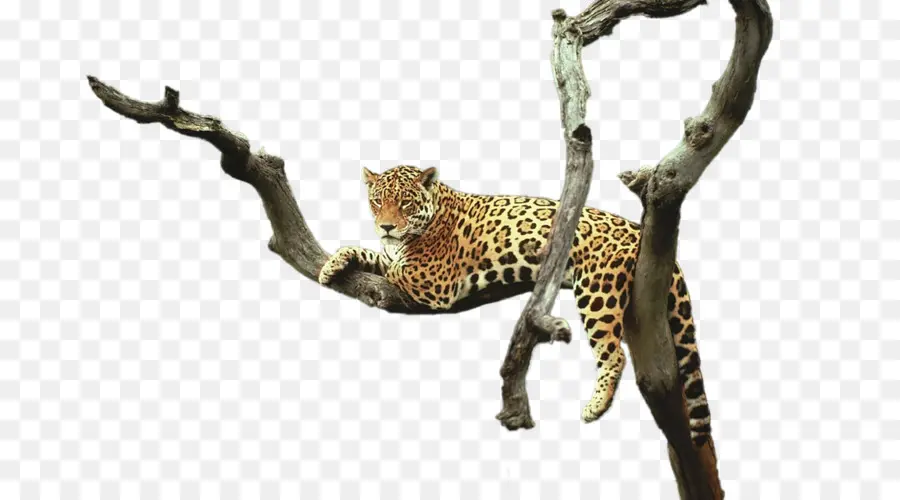 Leopardo，Gato Grande PNG