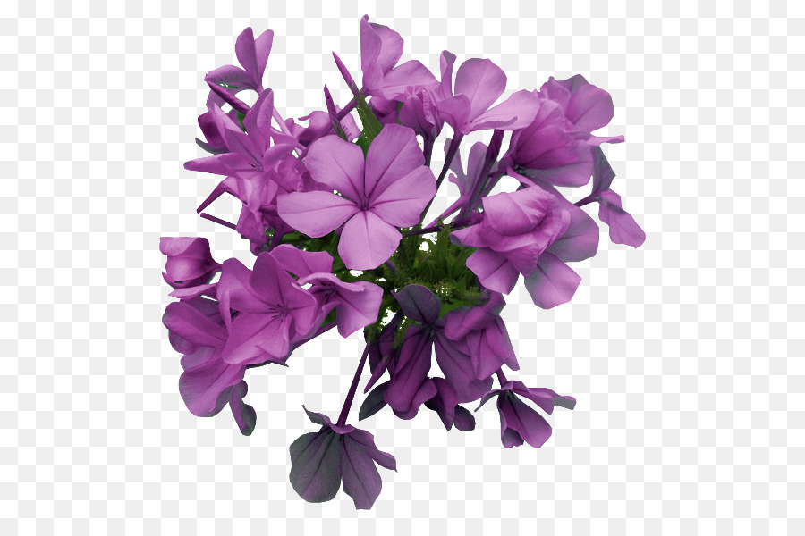 Flor，Florescer PNG