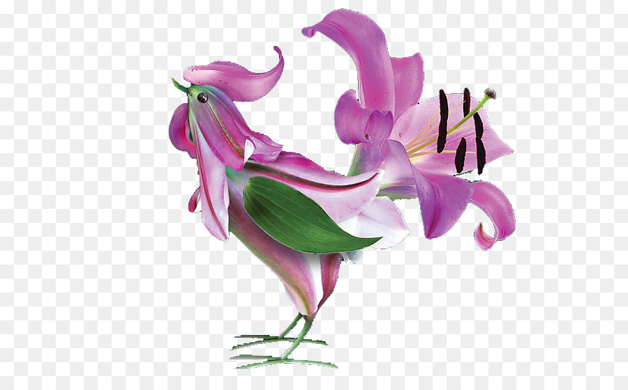 Galo，Flor PNG