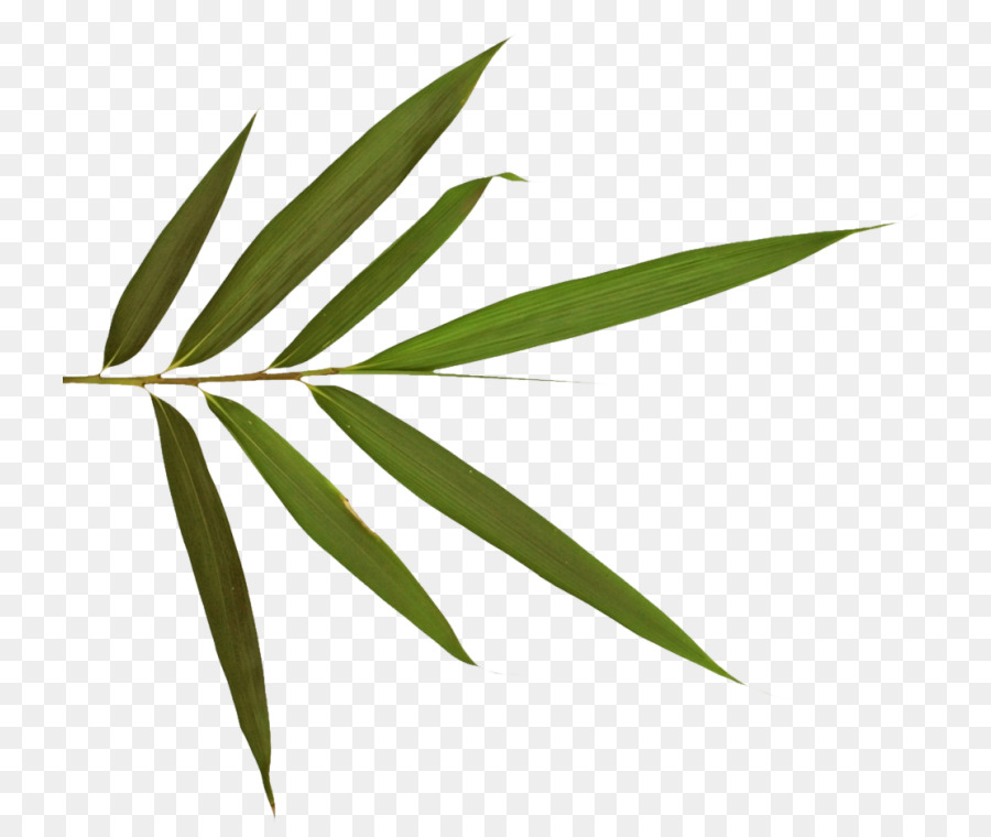 Folha，Bambu PNG