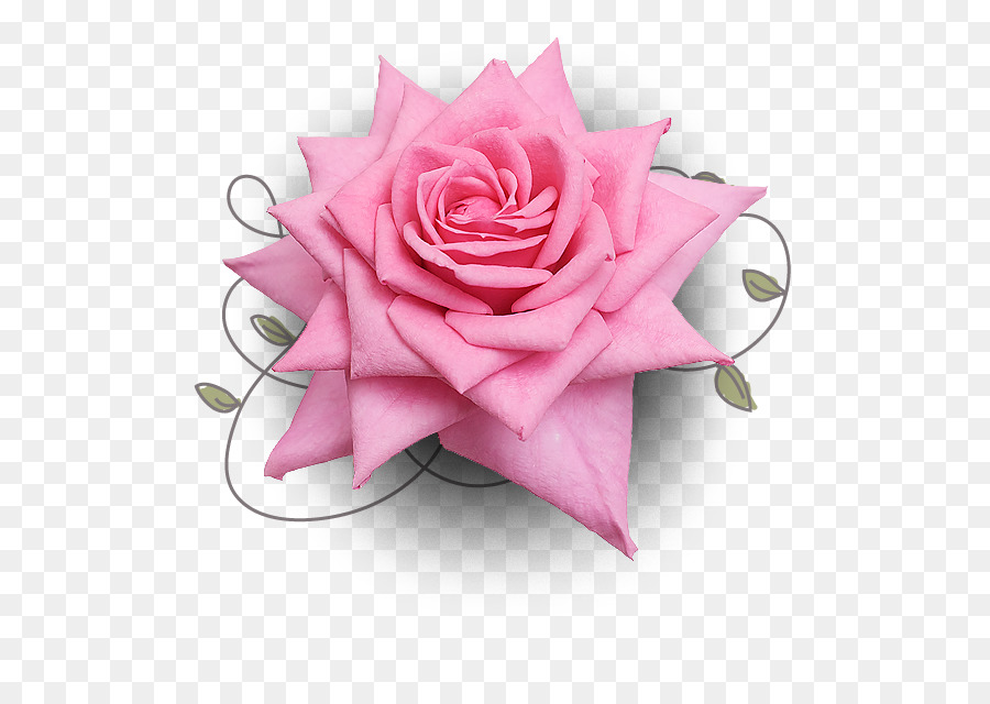 Rosa Pêssego，Florescer PNG