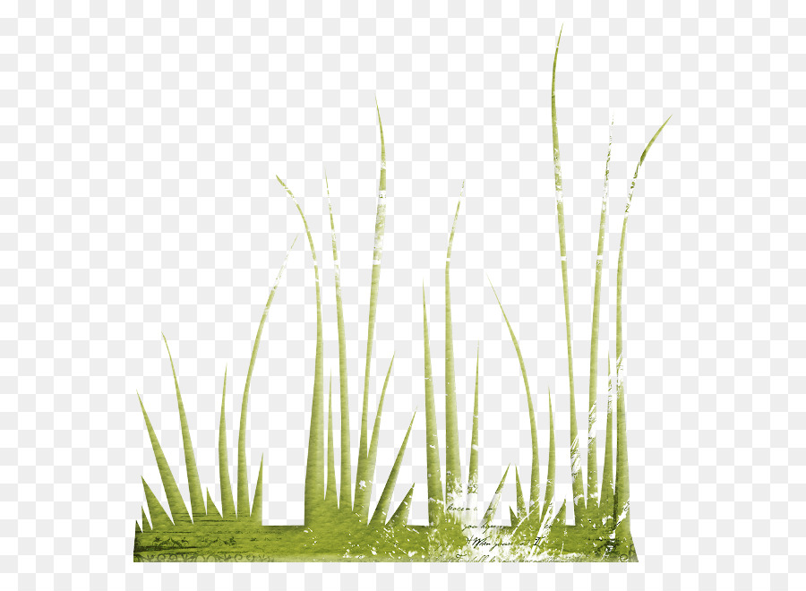 Vetiver，Gramado PNG