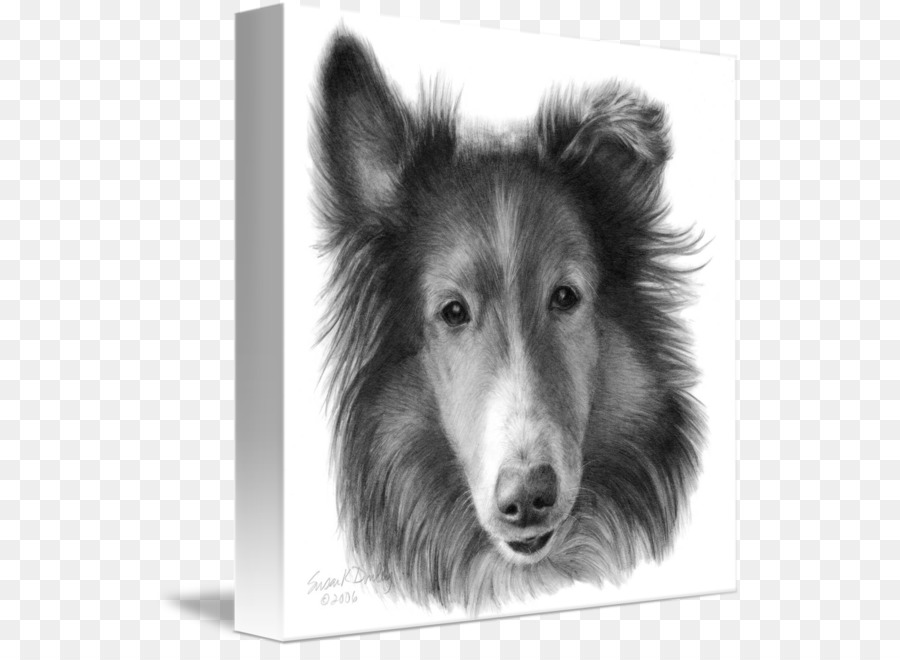 Rough Collie，Shetland Sheepdog PNG