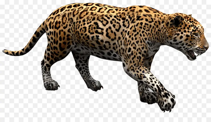 Jaguar，Carros Jaguar PNG