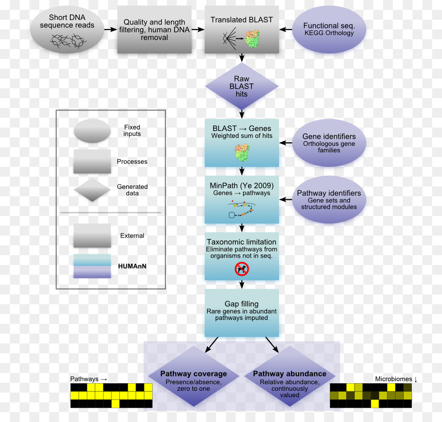 Projeto Microbiano Humano，Projeto Genoma Humano PNG