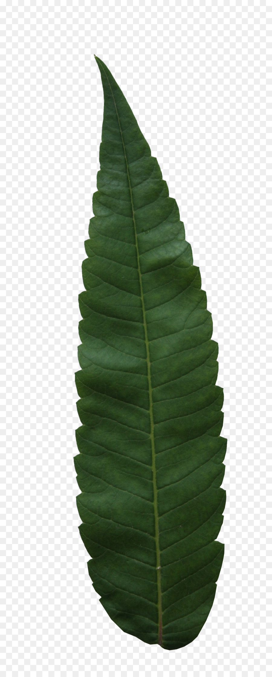 Folha Verde，Natureza PNG