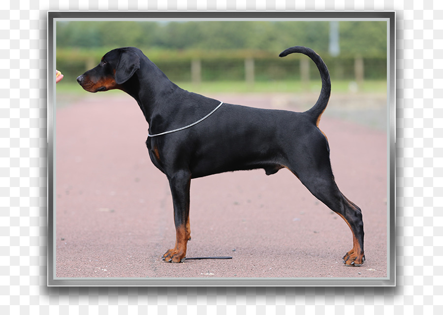 Cachorro，Bicho De Estimação PNG