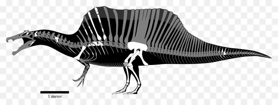 Esqueleto De Dinossauro，Pré Histórico PNG