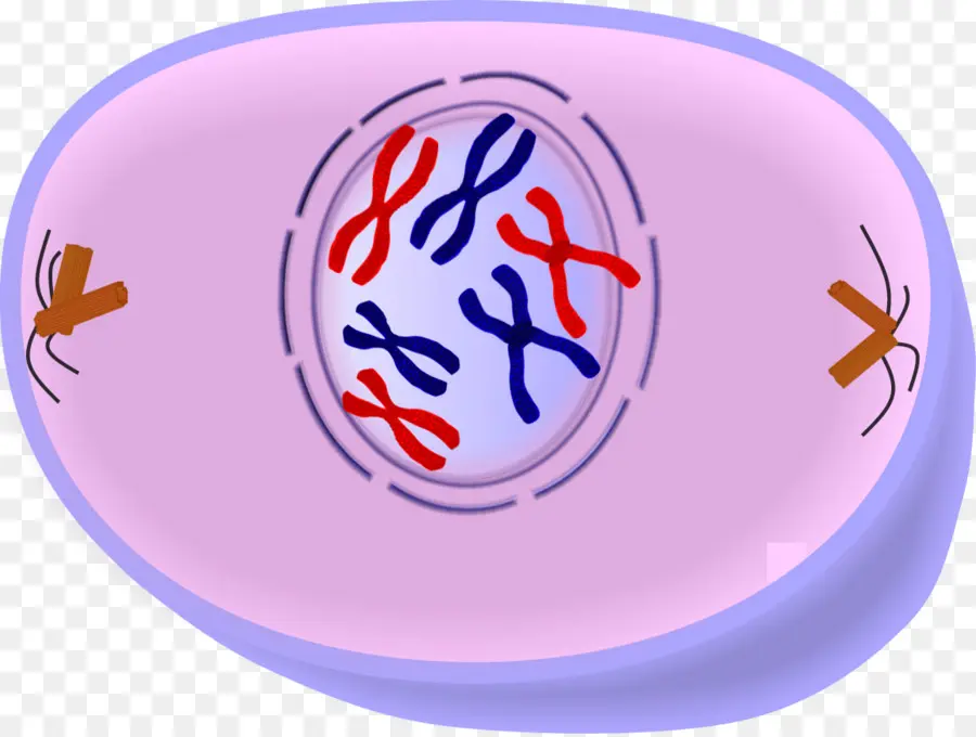 Cromossomos，Célula PNG