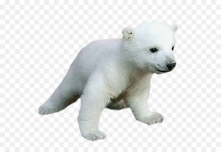 Urso Polar，Os Animais Do Bebê Para Crianças PNG