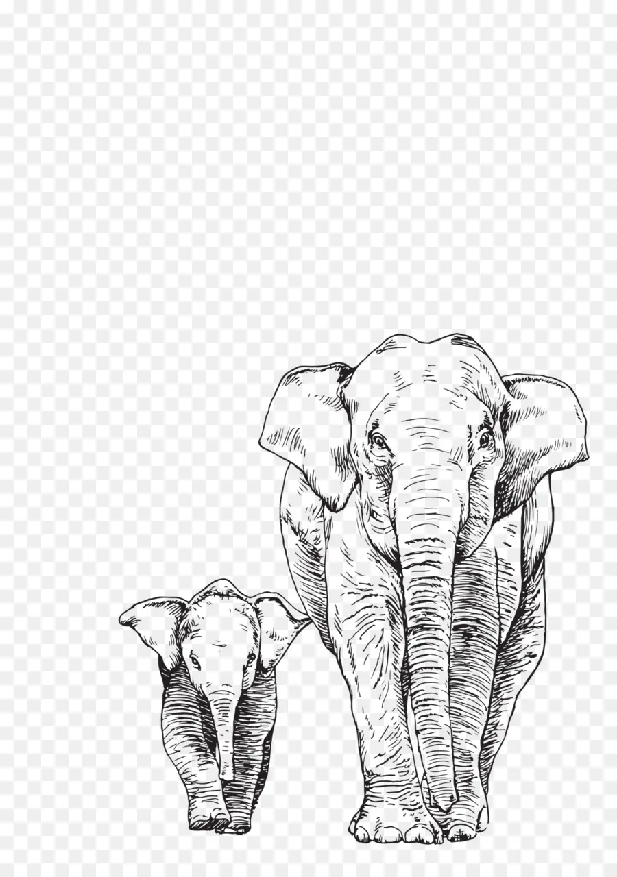 Elefante Asiático，Desenho PNG